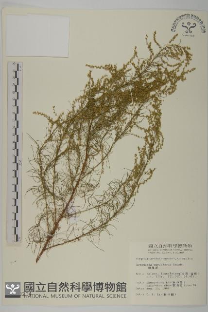 茵蔯蒿藏品圖，第1張