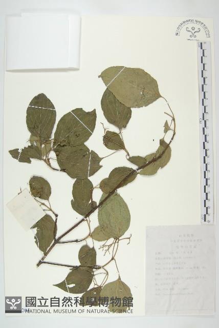 毛來藏品圖，第1張