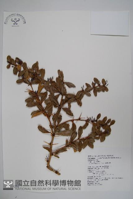 臺灣小蘗藏品圖，第1張