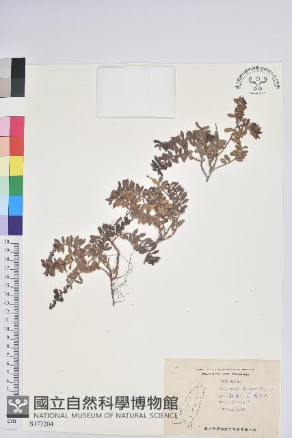 高山白珠樹藏品圖，第1張