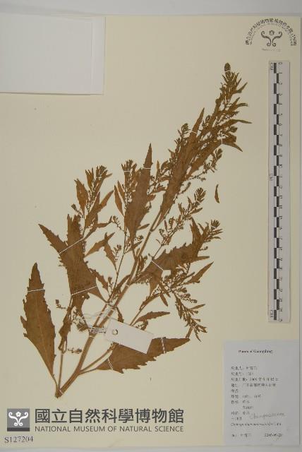 Wormseed goosefoot Collection Image, Figure 1, Total 2 Figures