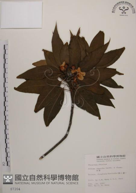 木荷藏品圖，第1張