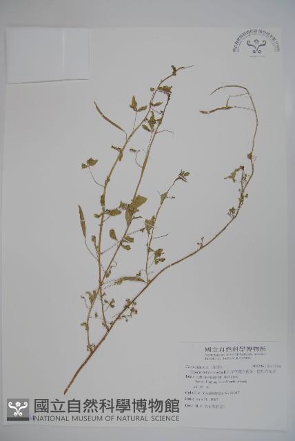 平伏莖白花菜、成功白花菜藏品圖，第1張