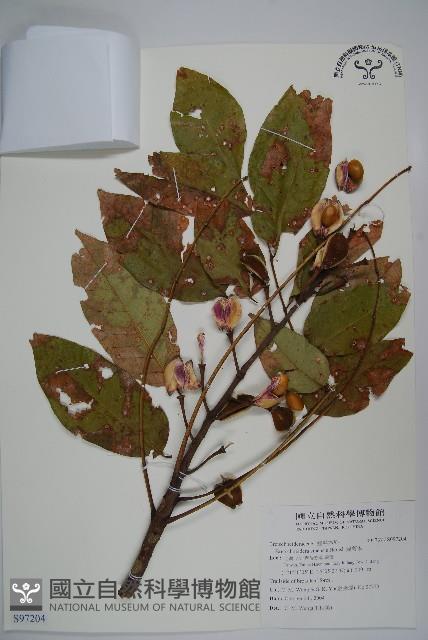 鐘萼木藏品圖，第1張