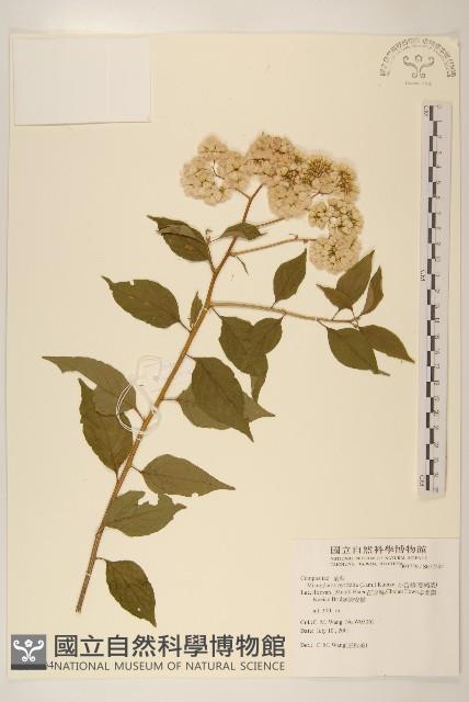 小舌菊、蔓綿菜藏品圖，第1張