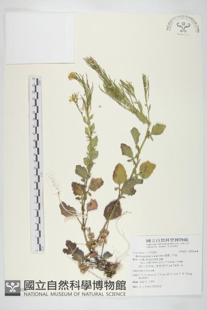 山芥菜藏品圖，第1張