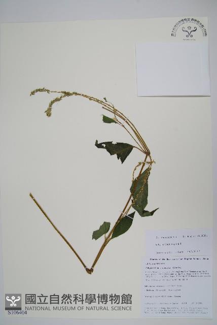 土牛膝藏品圖，第1張