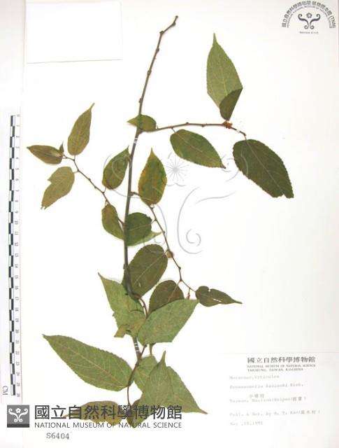 小構樹藏品圖，第1張