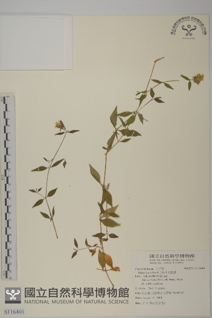 狗筋蔓藏品圖，第1張
