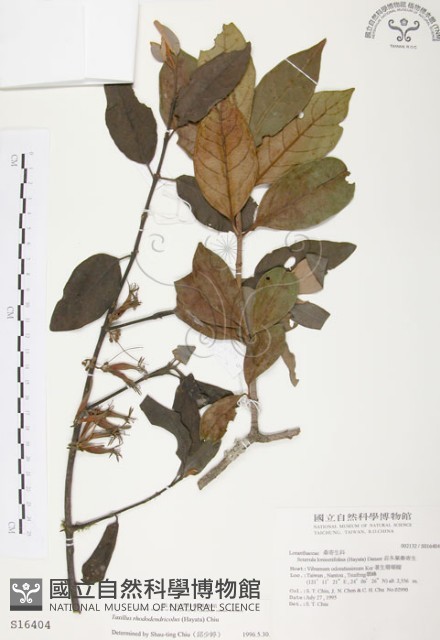 杜鵑桑寄生藏品圖，第1張