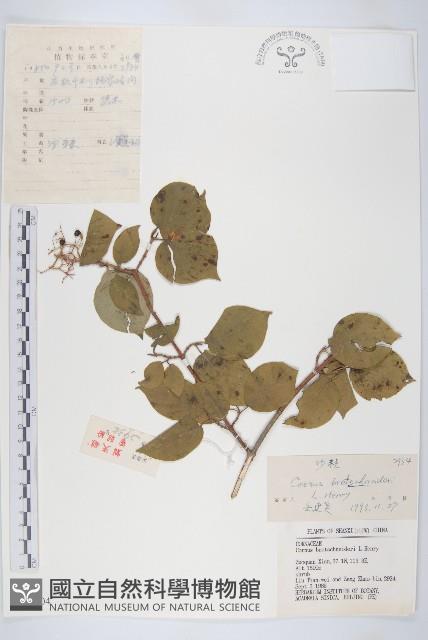 沙棶藏品圖，第1張