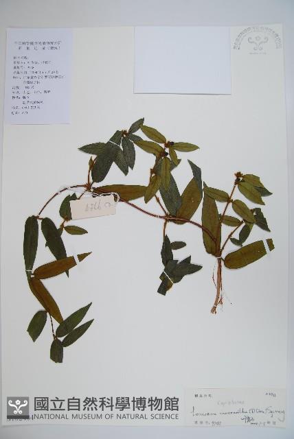 大花忍冬藏品圖，第1張