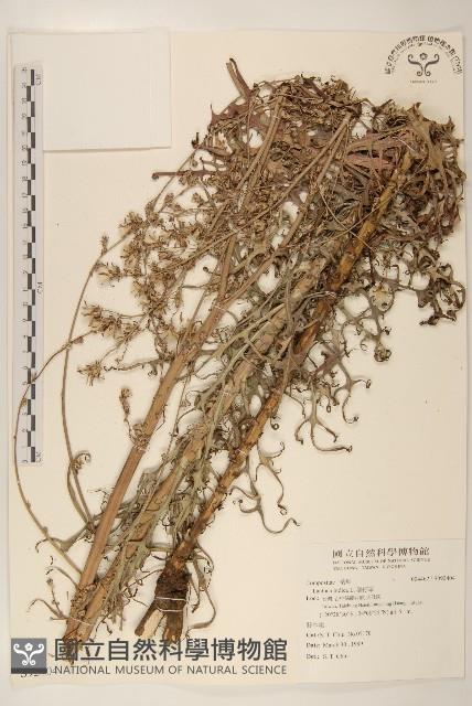 鵝仔草藏品圖，第1張