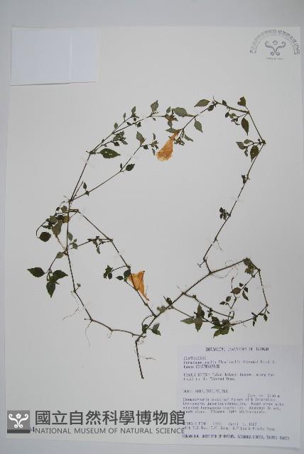 蘭嵌馬藍藏品圖，第1張