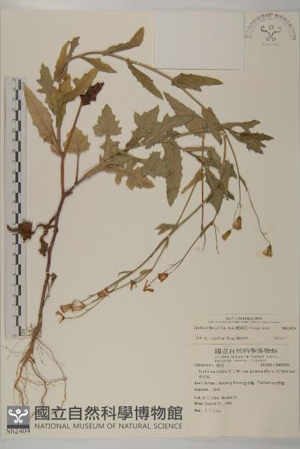 纓絨花藏品圖，第1張