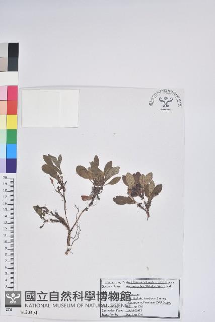 紅北極果藏品圖，第1張