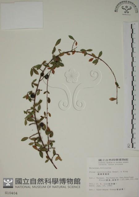 越橘葉蔓榕藏品圖，第1張