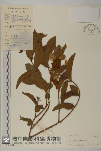 長毛風車子藏品圖，第1張