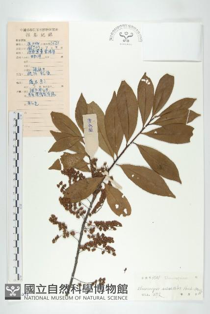 近圓果杜英藏品圖，第1張