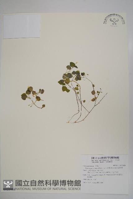 山桔梗藏品圖，第1張