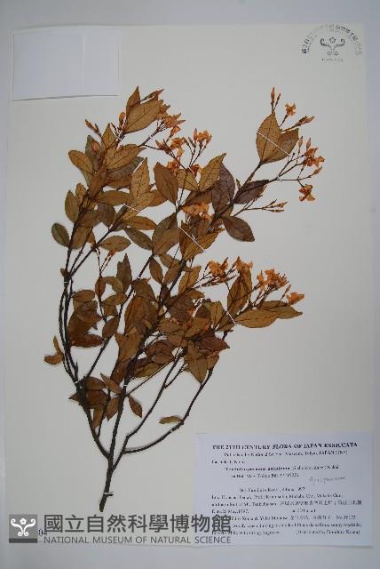 亞洲絡石藏品圖，第1張