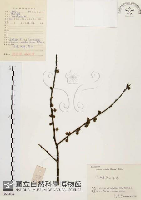 山胡椒藏品圖，第1張