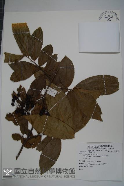 登錄號:S081404藏品圖，第1張