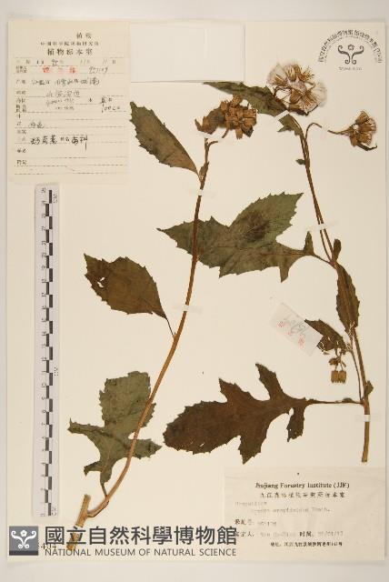 野茼蒿藏品圖，第1張