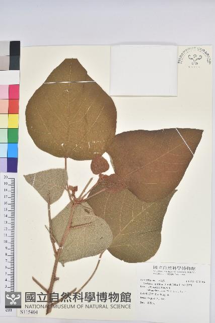 野桐藏品圖，第1張