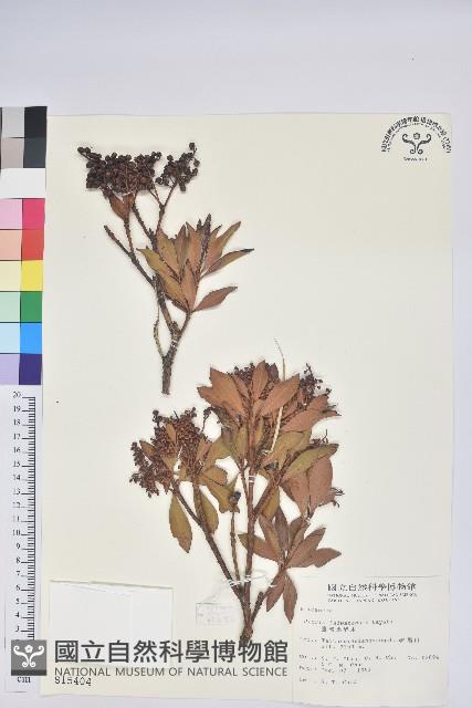 臺灣馬醉木藏品圖，第1張