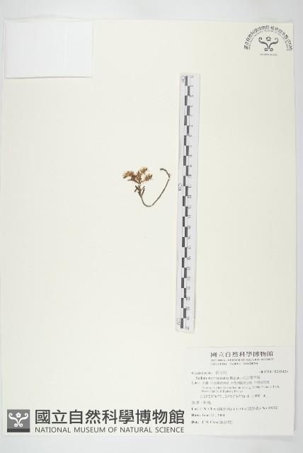 玉山佛甲草藏品圖，第1張