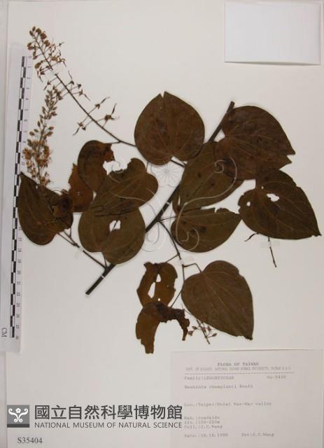 菊花木藏品圖，第1張