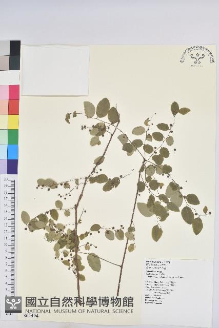 Netted-veined Foliage Flower, Kao-hsiung Foliage Flower Collection Image