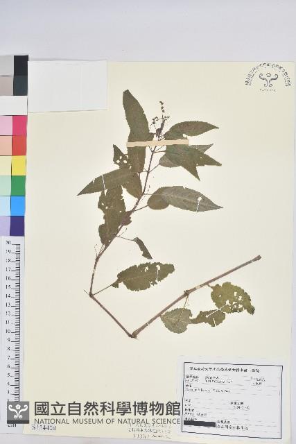 山靛藏品圖，第1張