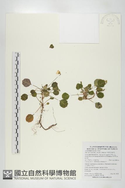 倒卵葉裂緣花藏品圖，第1張