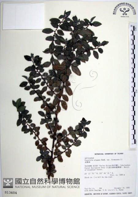 水雞油藏品圖，第1張