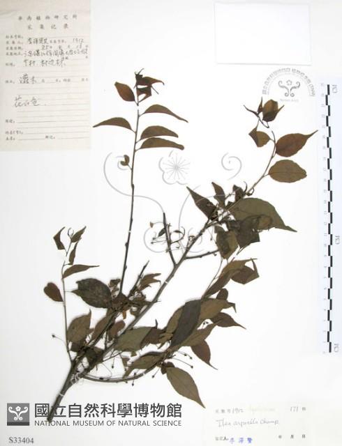 燈稱花、烏雞骨藏品圖，第1張