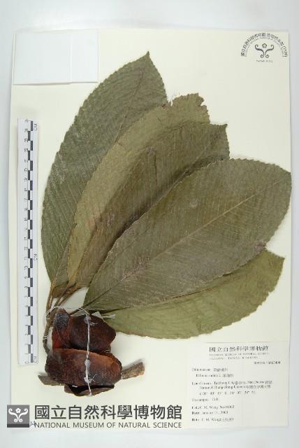 第倫桃藏品圖，第1張