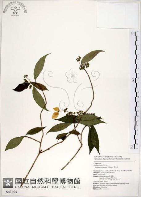 華八仙藏品圖，第1張