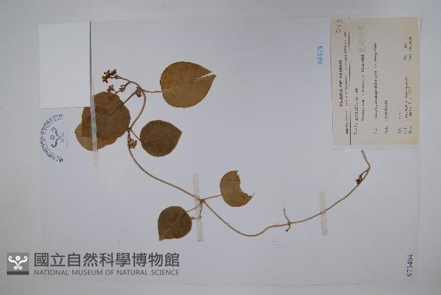 蘭嶼牛皮消、蘭嶼白薇藏品圖，第1張