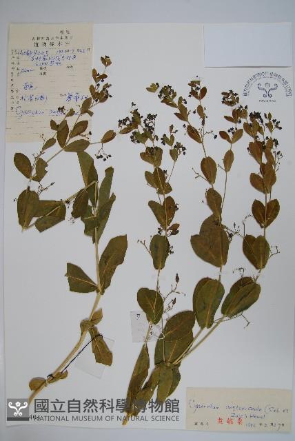 抱莖白前藏品圖，第1張