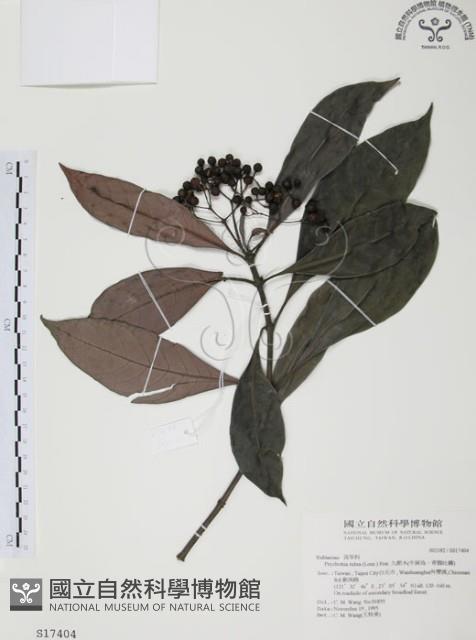 Wild Coffee Collection Image