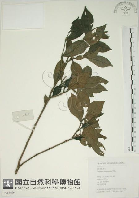 山黃梔藏品圖，第1張