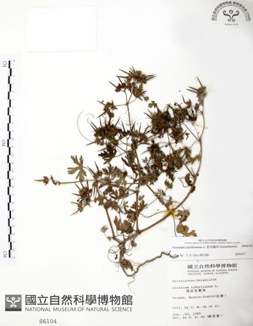 野老鸛草藏品圖，第1張