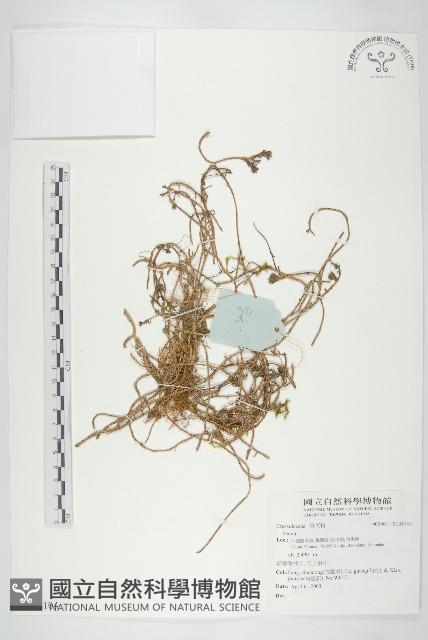 登錄號:S136104藏品圖，第1張