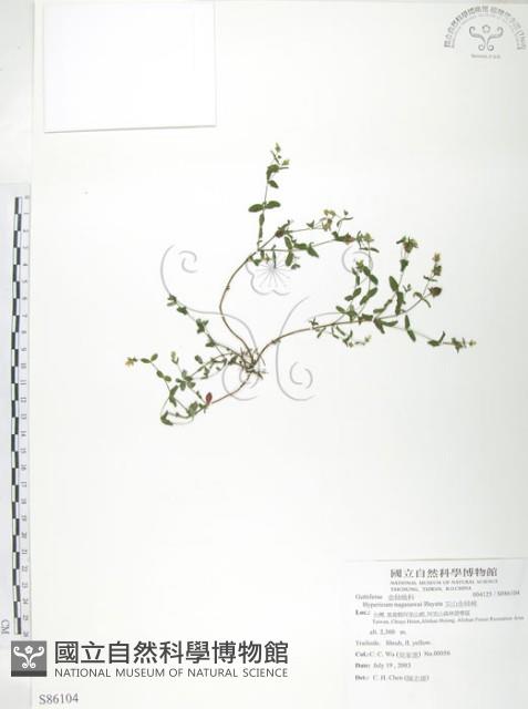 玉山金絲桃藏品圖，第1張