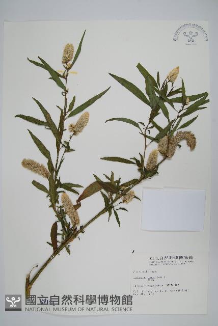 青葙藏品圖，第1張