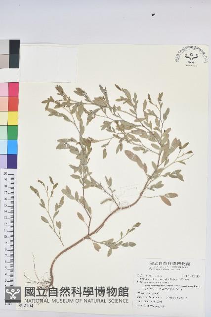 假葉下珠藏品圖，第1張