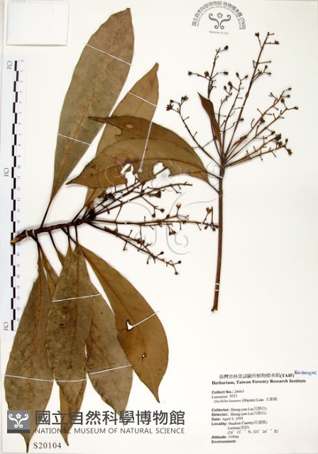 大葉楠藏品圖，第1張