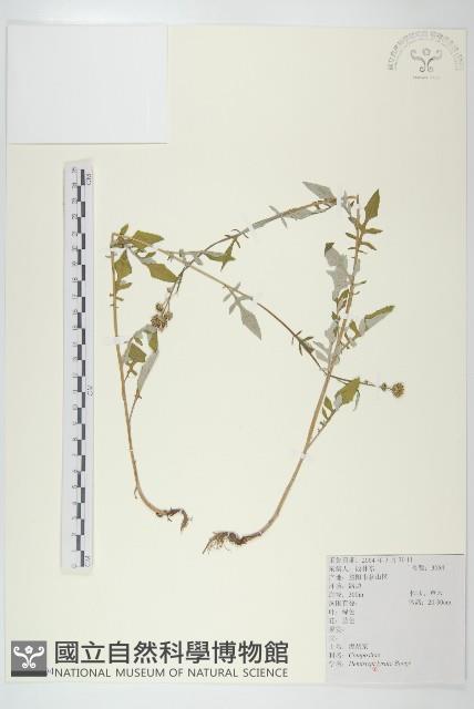泥胡菜藏品圖，第1張
